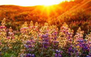 蘑菇影视在线观看突发：神秘人亲曝懂漫帝全程，评论区炸裂